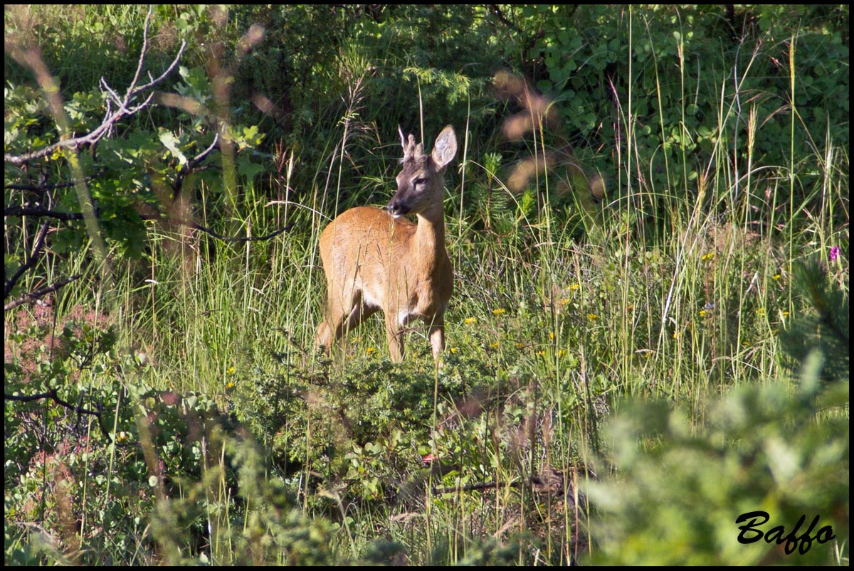 Capriolo